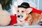 Corgi dog breed. Happy New Year, Christmas holidays and celebration