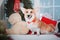 Corgi dog breed. Happy New Year, Christmas holidays and celebration