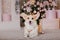 Corgi dog breed. Happy New Year, Christmas holidays and celebration