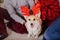 Corgi dog breed. Happy New Year, Christmas holidays and celebration