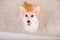 Corgi dog breed. Happy New Year, Christmas holidays and celebration