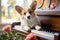 corgi dog charmingly playing white piano in bright sunlit room on a beautiful sunny day