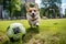 Corgi dog chasing soccer ball on park lawn