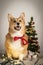 corgi dog in a christmas session