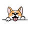 Corgi dog Cute welsh corgi vector cartoon illustration isolated on white background. Funny corgi butt modern flat design