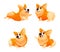 Corgi Dog with differents poses, haired puppy looks fox-like