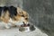 Corgi dog eating dog food in a bowl