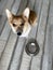 Corgi dog with food bowl