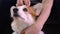 Corgi dog head massage relaxation and grooming