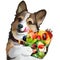 Corgi dog holding a fruit platter