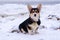 Corgi dog on ice hummocks near the sea