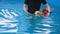 Corgi dog in life jacket swim in the swimming pool. Pet rehabilitation