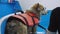 Corgi dog in life jacket in the swimming pool. Pet rehabilitation