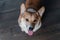 A Corgi dog looks up at the camera with its tongue out