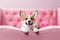 Corgi dog lying on pink sofa, cute pet relaxing on couch in room, generative AI