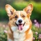 Corgi dog portrait in a sunny summer day. Closeup portrait of a Corgi dog in the field. Outdoor Portrait of a beautiful Corgi dog