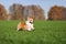 Corgi dog puppy in autumn Parke runs fast on the green grass