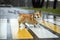corgi dog puppy crosses the road at a pedestrian crossing on a rainy day
