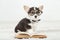 Corgi dog puppy with glasses