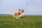 Corgi dog puppy runs fast on the green grass in the meadow and catches a swallowtail butterfly on a Sunny day