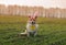 Corgi dog in rabbit ears and festive glasses with an Easter basket of eggs is sitting in a spring meadow