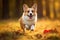 A corgi dog runs through the autumn forest