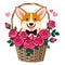 Corgi dog sitting in a basket of roses vector cartoon illustration. Funny cute humorous love, friendship, dating, romance,