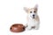 Corgi dog is sitting near a big empty dog food bowl