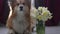Corgi dog sitting near the vase of flowers