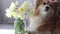 Corgi dog sitting near the vase of flowers