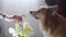 Corgi dog sitting near the vase of flowers