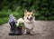 Corgi dog sitting next to a bouquet of white and lilac flowers in dirty soldier boots in the spring garden