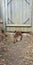 Corgi dog spying on neighbors under the gate