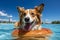 Corgi dog swims on an inflatable ring in clear pool water