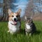 Corgi dog and tabby cat enjoy sunny spring meadow