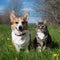 Corgi dog and tabby cat enjoy sunny spring meadow