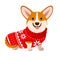 Corgi dog wearing a Christmas red sweater with Nordic snowflake