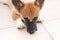 Corgi dog wears muzzle lying on floor