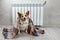 A corgi dog wrapped in a blanket warms itself near a warm radiator.