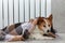 A corgi dog wrapped in a blanket warms itself near a warm radiator.