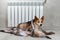 A corgi dog wrapped in a blanket warms itself near a warm radiator.