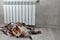 A corgi dog wrapped in a blanket warms itself near a warm radiator.