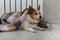 A corgi dog wrapped in a blanket warms itself near a warm radiator.