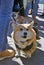 Corgi dogs at Saint Patrick`s Day celebration in Moscow