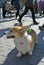 Corgi dogs at Saint Patrick`s Day celebration in Moscow