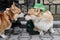 Corgi dogs at Saint Patrick`s Day celebration in Moscow