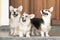 Corgi dogs standing or sitting in front of the door