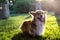 Corgi fluffy portrait