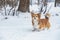 Corgi fluffy portrait