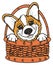 Corgi looking out of a basket